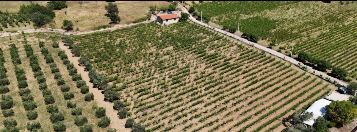 Taşlı Tarla Urla — fotoğraf 11